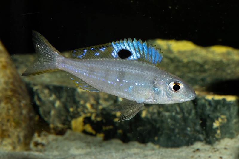 Ectodus descampsii 'Mvuna Island'